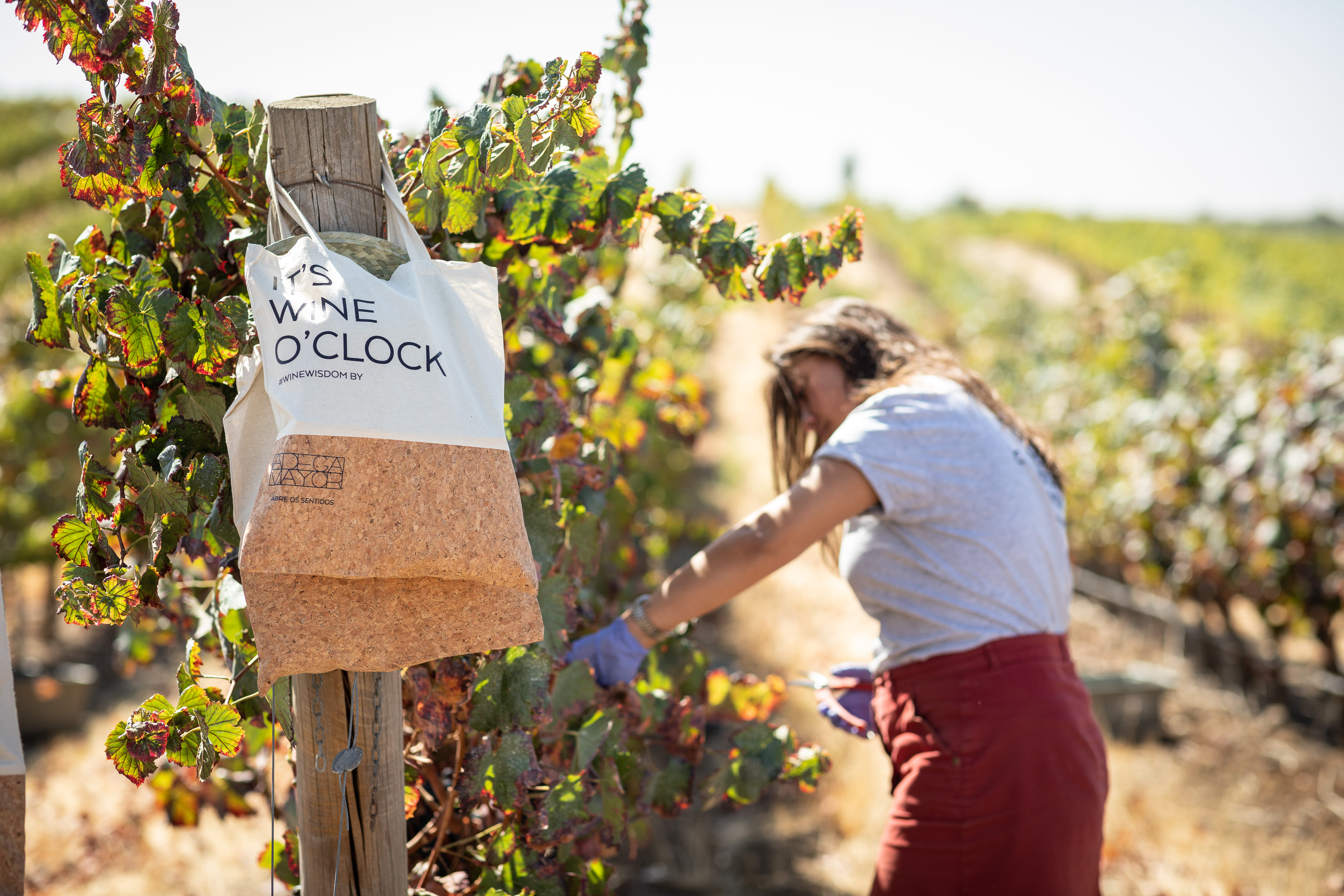 Comunicados de Imprensa